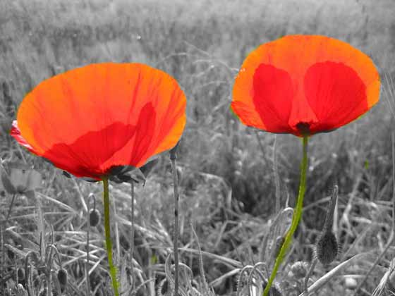 coquelicots