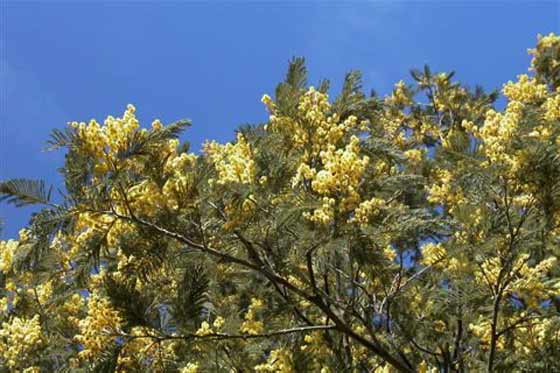 mimosa
